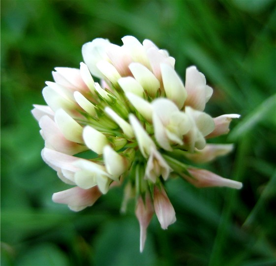 Clover Flower Clover Flower