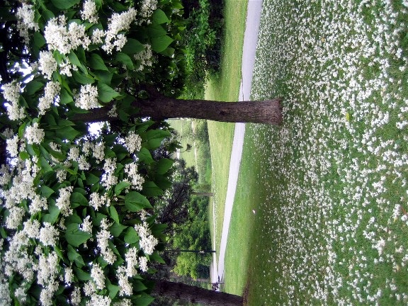 White%20Flowers%20Falling%20from%20Tree.jpg