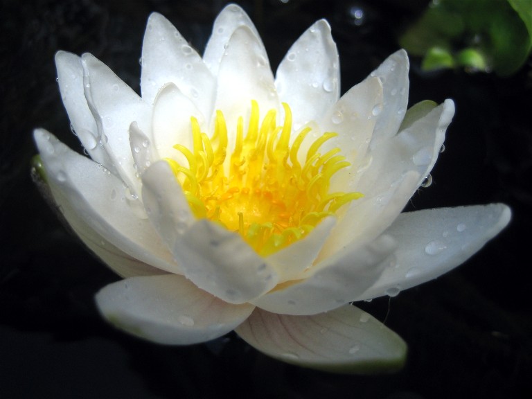 white water lily