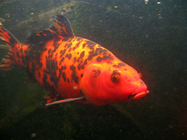 Red%20Headed%20Koi%20Fish.jpg