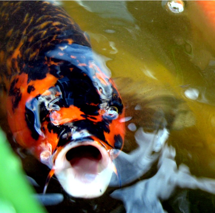 Hungry%20Koi%20Fish.jpg