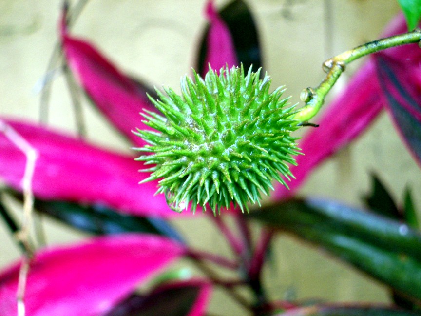 http://www.mikesjournal.com/Tropical%20Flower%205.jpg