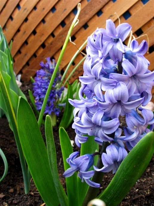 http://www.mikesjournal.com/spring%20flowers%20hyacinths.jpg